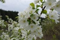 Яблоневый сад в уральской тайге