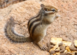 Незваный гость