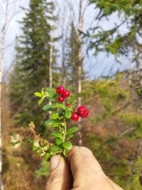 Заготовки на зиму