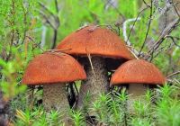 Осень красноголовиков