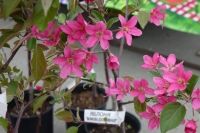 Весенняя Симеоновская ярмарка