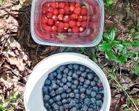 Земляника и черника – лесная сладость с характером и пользой