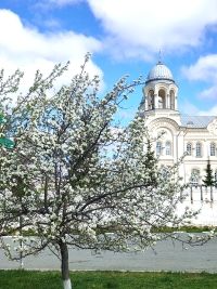 Яблони цветут