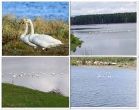 Прилетели северные лебеди
