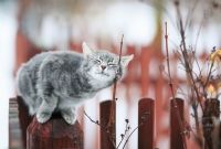 Весенняя Русь