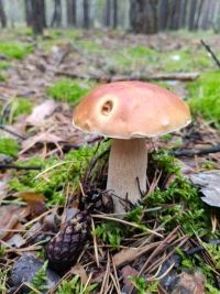 Плоды дождливых осенних дней