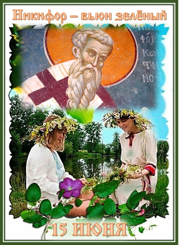 Никифор-вьюн зелёный