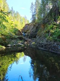 Кордюковский пихтовый лес