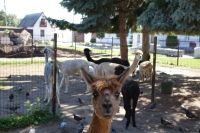 Контактный зоопарк в Покровском монастыре