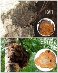 Кап и сувель