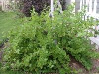 Крыжовник – позабытый фаворит