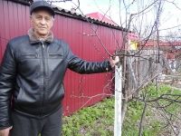 Кордюковские яблочки