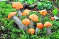 ОСЕНЬ КРАСНОГОЛОВИКОВ