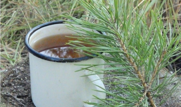 Дары уральского леса